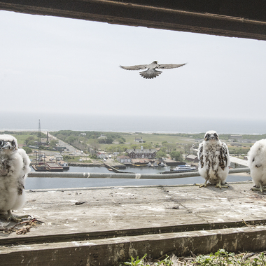 Peregrine Falcon nestlings on the Marine Parkway–Gil Hodges Memorial Bridge, in Queens, are banded by New York City Department of Environmental Protection Research Scientist Christopher Nadareski. Photo: New York City Department of Environmental Protection/<a href="https://creativecommons.org/licenses/by-nc/2.0/" target="_blank" >CC BY 2.0</a>
