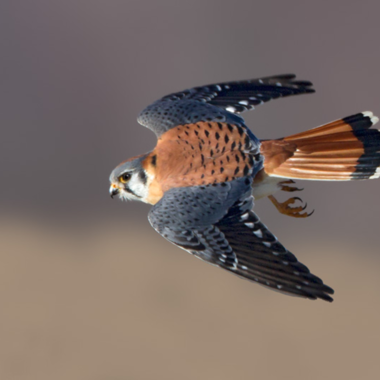 An American Kestrel in Flight. Photo: <a href="https://www.lilibirds.com/" target="_blank" >David Speiser</a>

