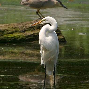 Great Egrets and Black-crowned Night-Herons, which nest on several islands in the East River, can be found found foraging at Sherman Creek and on Randall's island. 
Photo: <a href="http://www.stevenanz.com/" target="_blank">Steve Nanz</a>