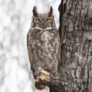 A Great Horned Owl in Central Park. Photo: <a href="https://www.ellenmichaelsphotos.com/" target="_blank" >Ellen Michaels</a>

