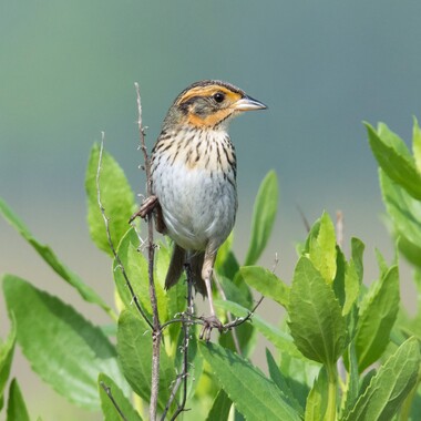 Saltmarsh Sparrows may nest in small numbers in Marine Park Preserve. Photo: Frank Lehman/Audubon Photography Awards