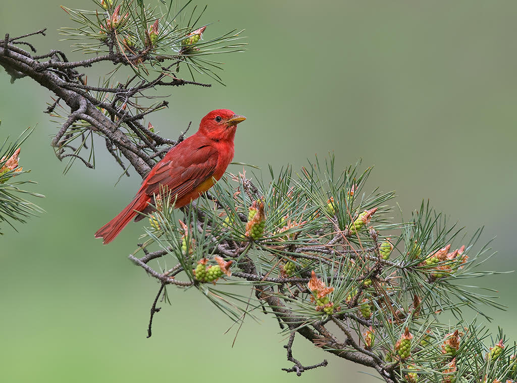 A few Summer Tanagers are found by alert birders, each migration season in Central Park. Photo: <a href="https://www.lilibirds.com/" target="_blank">David Speiser</a>