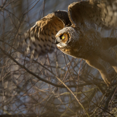 A fledgling Great Horned Owl takes flight in NYC. Photo: <a href="http://www.fotoportmann.com/" target="_blank" >François Portmann</a>
