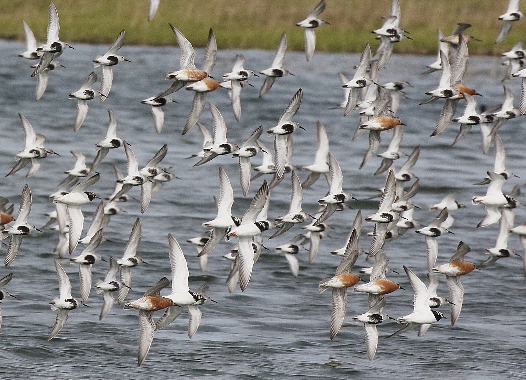 Red Knots and Dunlin migrating through Jamaica Bay in May. Photo: Don Riepe