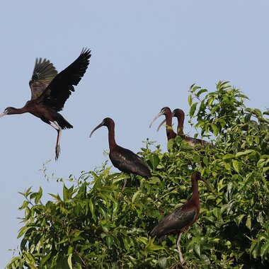 Glossy Ibis perched in trees on the Subway Island nesting colony in Jamaica Bay. Photo: <a href="https://www.facebook.com/don.riepe.14" target="_blank" >Don Riepe</a>