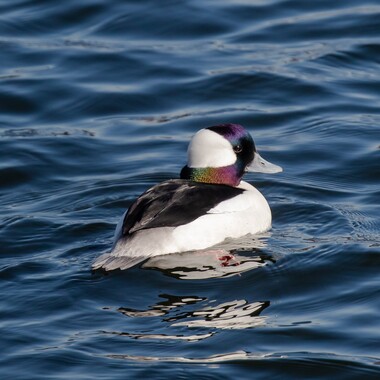 Shirley Chisholm State Park's direct access to Jamaica Bay provides excellent vantage points to see many waterbird species, such as this wintering Bufflehead. Photo: <a href="https://www.flickr.com/photos/144871758@N05/" target="_blank">Ryan F. Mandelbaum</a>