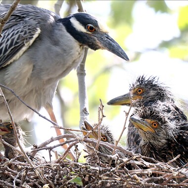 One or two pairs of Yellow-crowned Night-Herons have been observed nesting on Governors Island since 2015. Photo: <a href="https://urbanhawks.blogs.com/" target="_blank" >Bruce Yolton</a>
