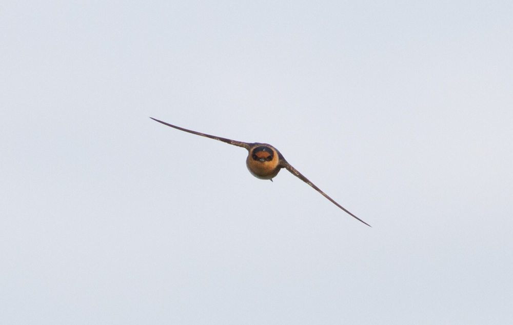 Cave Swallow, a rare migrant in New York City, has been documented migrating past Coney Island Creek Park.” Photo: Douglas Gochfeld