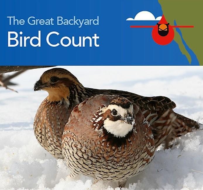 The Great Backyard Birdcount. Graphic: National Audubon Society