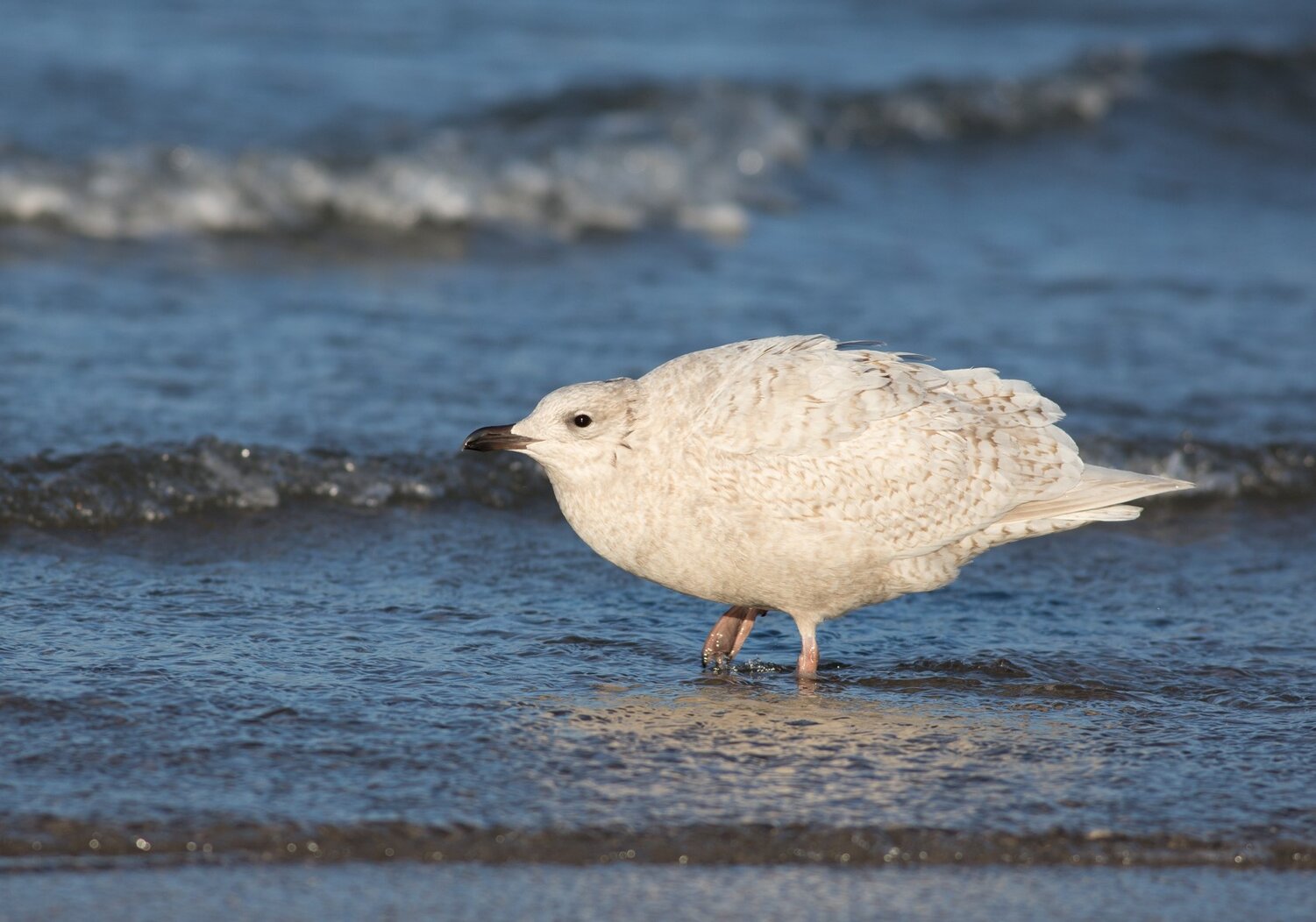 The pale Iceland Gull is among the less common gull species sometimes spotted at Coney Island Creek Park in the wintertime.” Photo: Douglas Gochfeld