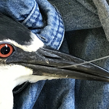 This Black-crowned Night-Heron had ingested a fish hook; it was found tangled in branches on Hoffman Island during our annual nesting survey. The hook was removed and the bird was released. Photo: NYC Audubon