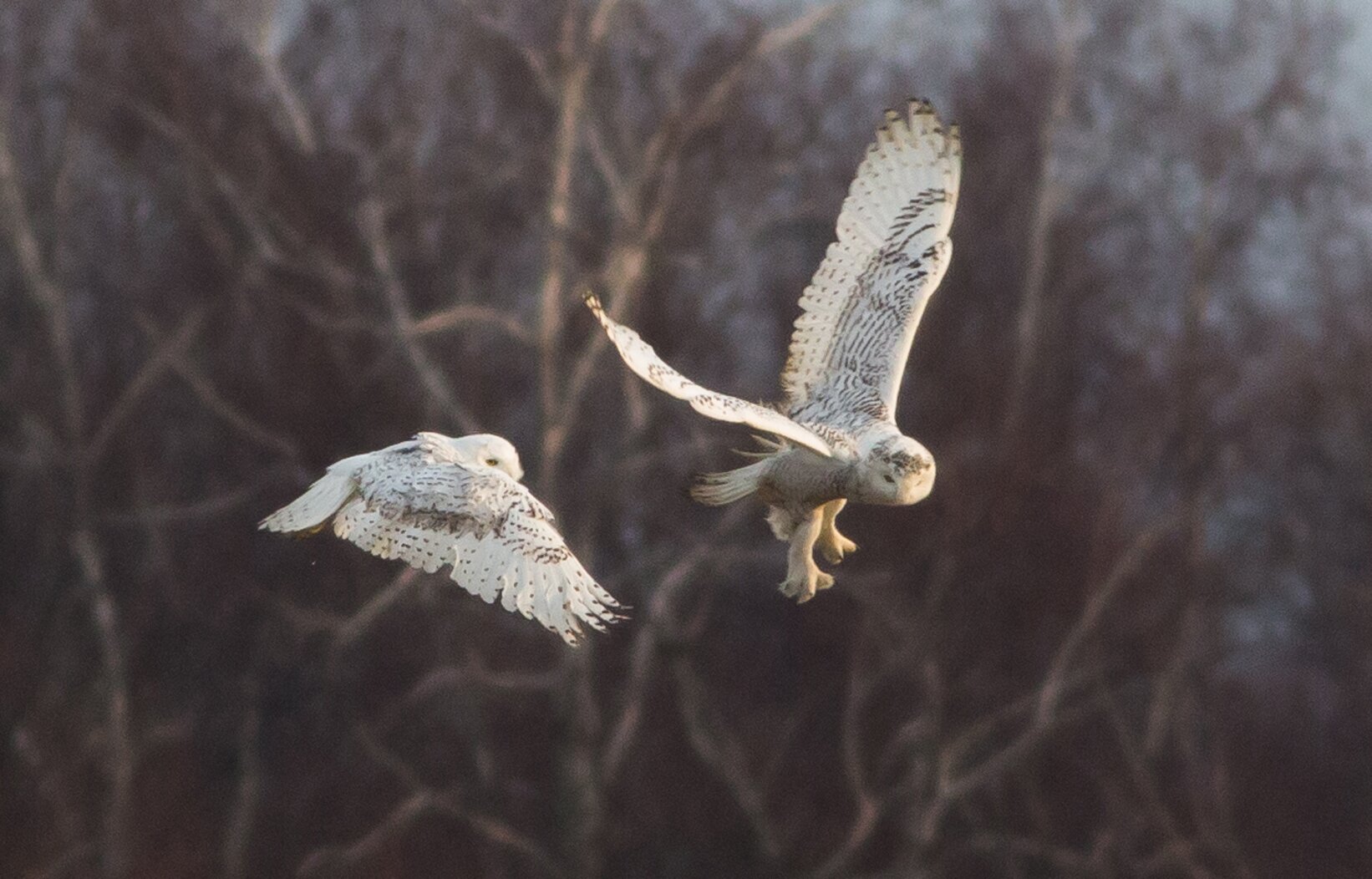 A rare sighting in most places in the continental U.S.: TWO Snowy Owls scuffle for turf, at Floyd Bennett Field in December 2013. Photo: Doug Gochfeld