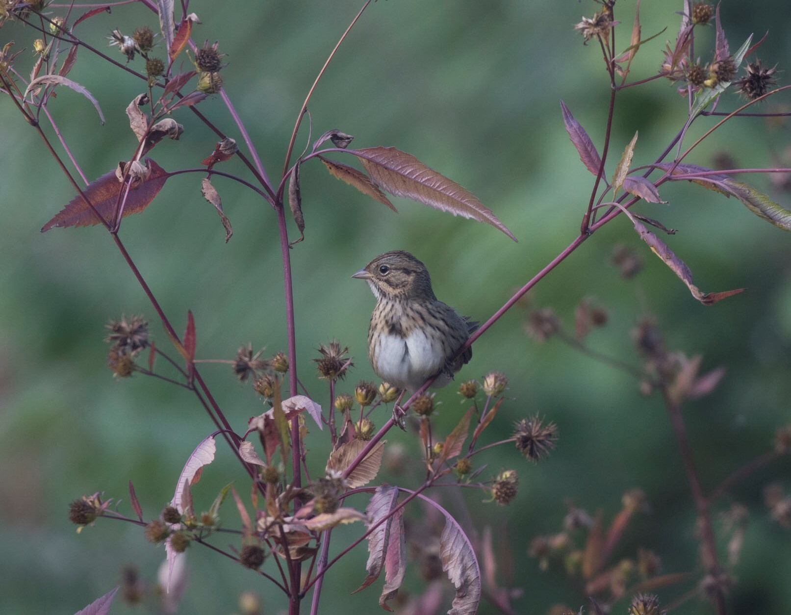 Lincoln’s Sparrows are observed in Central Park every migration season. Photo: <a href="https://www.fotoportmann.com/" target="_blank">François Portmann</a>