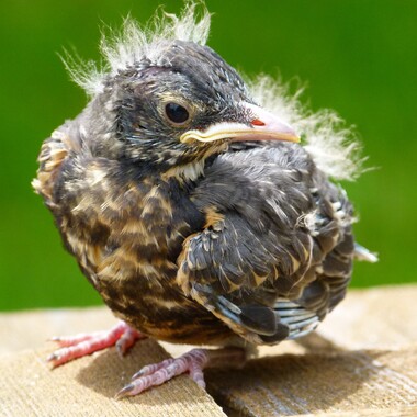 This young American Robin is transitioning from nestling to fledgling; note that some wing feathers are still encased in sheaths. This bird may have left the nest a bit prematurely. Ideally it would be placed back in its nest, but may do fine if left in a safe place to be fed by its parents. Photo: Public Domain