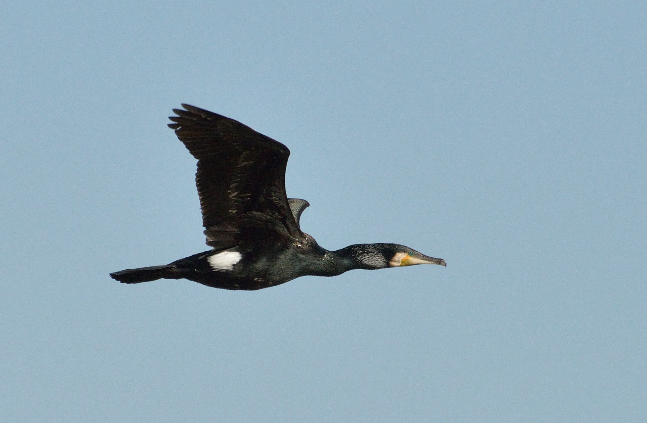 Great Cormorants may be spotted from Manhattan Beach Park in the colder months. Photo: fredfuncky/CC BY-NC-ND 2.0