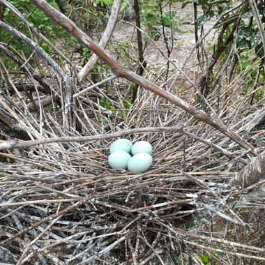 A Snowy Egret nest, constructed of fine twigs and reeds, on South Brother Island in the Bronx. Photo: Debra Kriensky