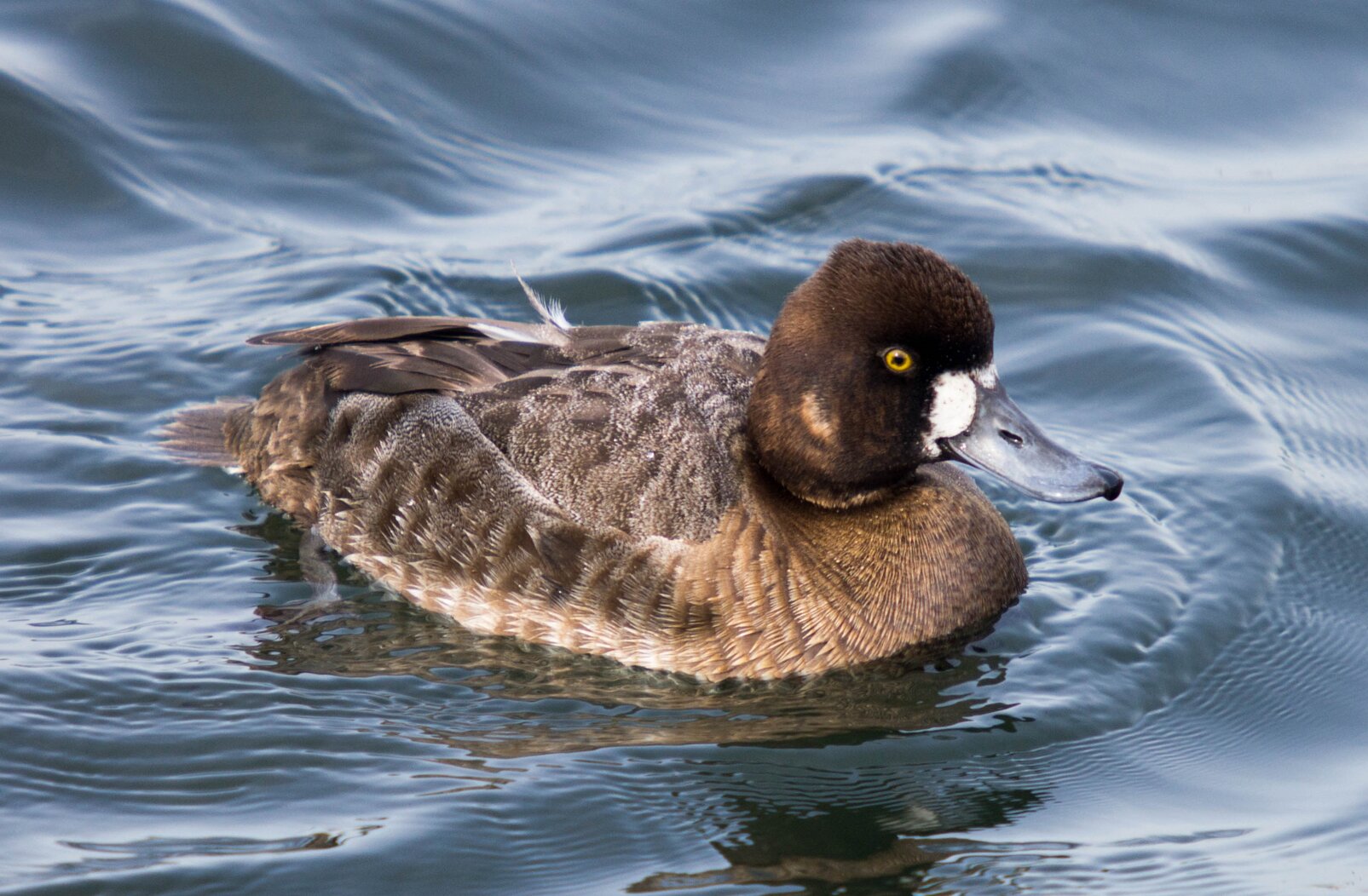 A female Lesser Scaup, showing the tufted peak towards the back of the head typical of this species, photographed in Sheepshead Bay. Photo: Will Pollard/CC BY-ND 2.0