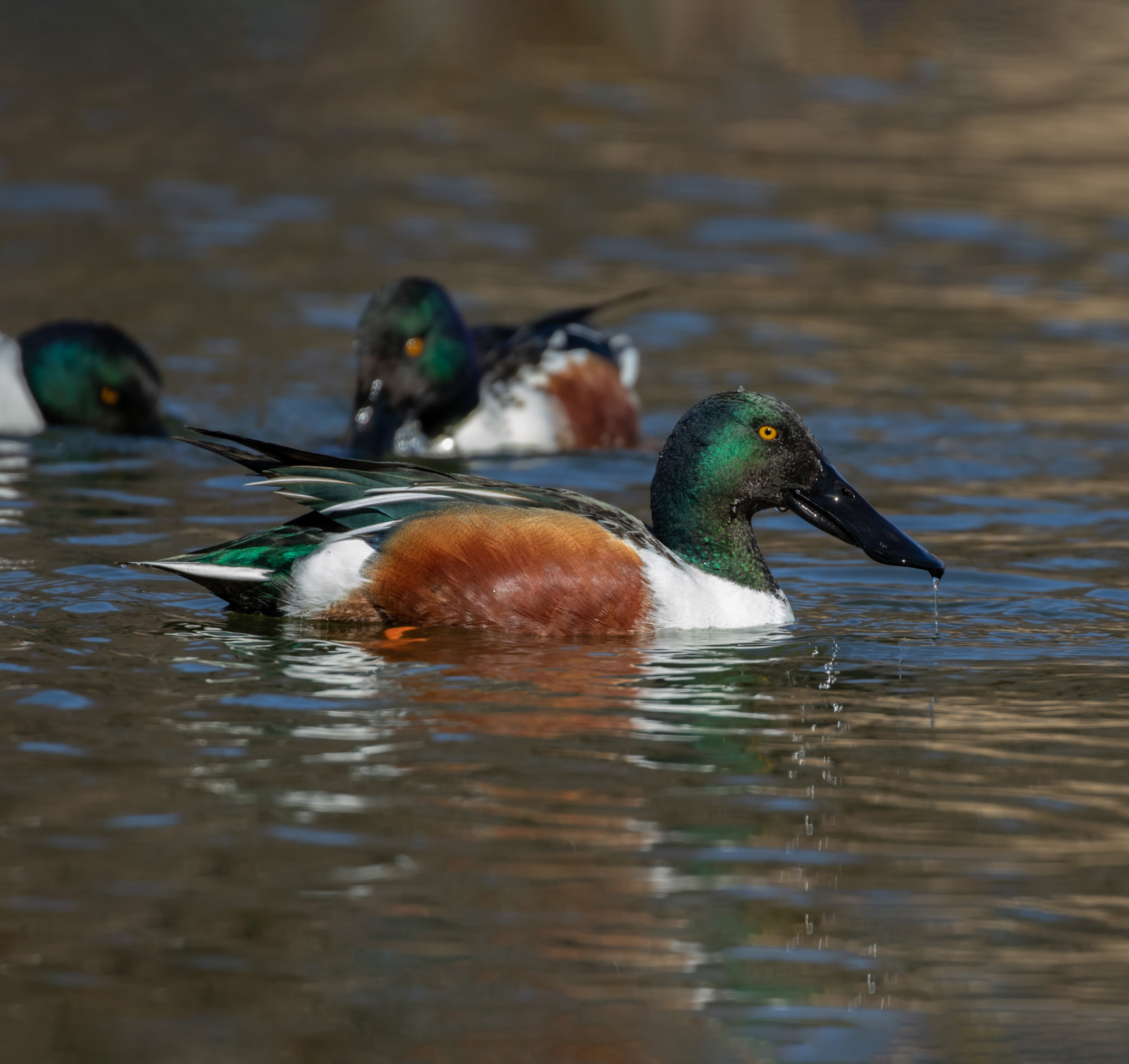Northern Shovelers and a variety of other waterfowl may visit "Return-a-Gift Pond" in the wintertime. Photo: <a href="https://www.flickr.com/photos/144871758@N05/" target="_blank">Ryan F. Mandelbaum</a>
