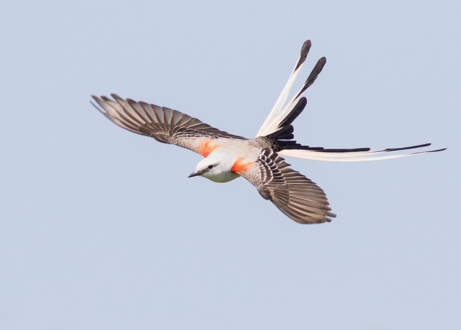 A Scissor-tailed Flycatcher was spotted in Calvert Vaux Park in 2017, only the second Brooklyn record; the first documented bird was recorded in1959.” Photo: Douglas Gochfeld