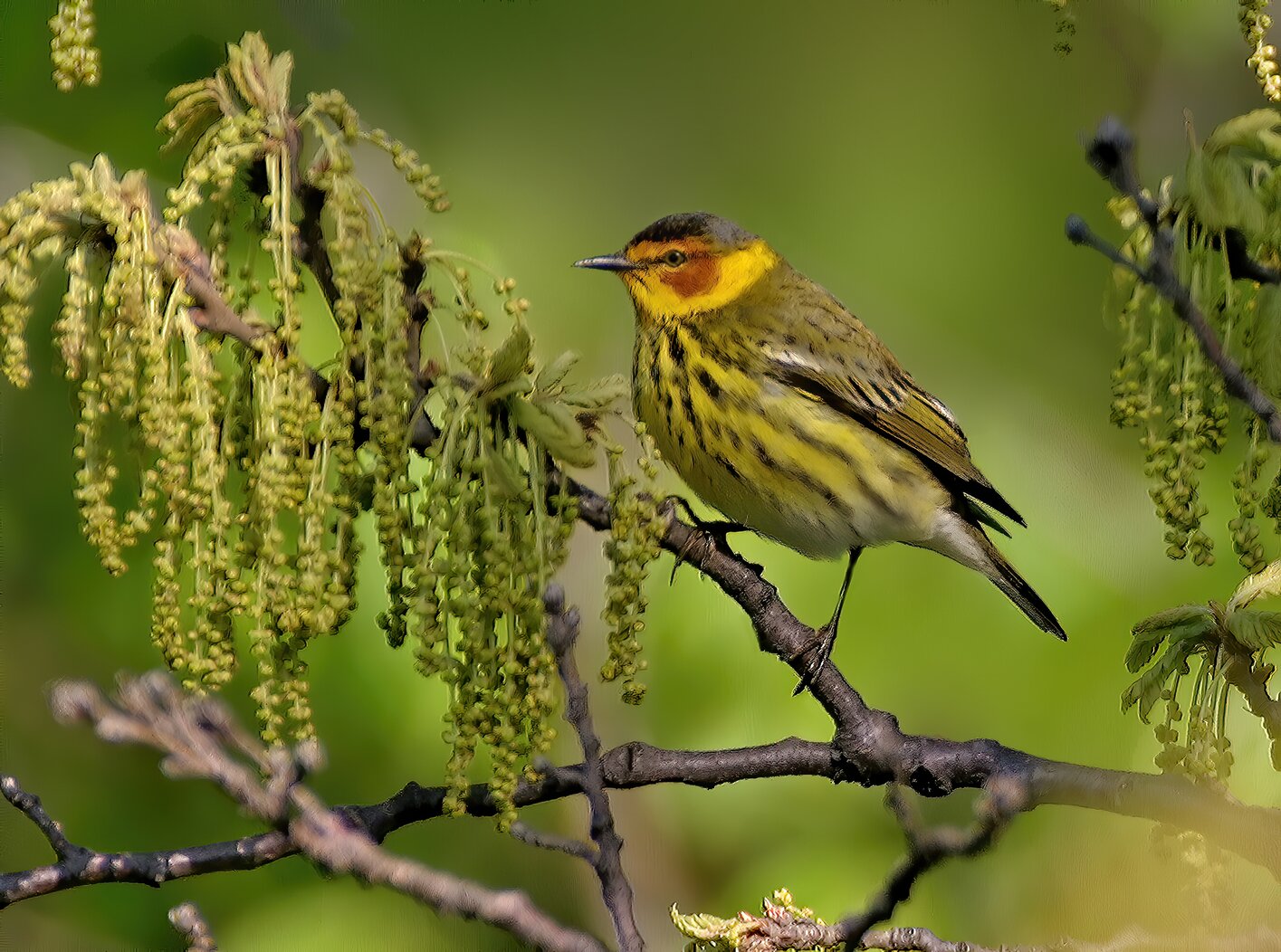 Cape May Warblers stop in the tall trees of the Great Hill and North Woods. Photo: David Speiser