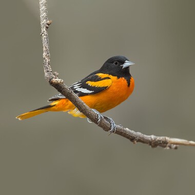 The flute-like tones of the Baltimore Oriole are heard in summer in many Bronx parks; look for its hanging, woven nest. Photo: <a href="https://www.lilibirds.com/" target="_blank">David Speiser</a>