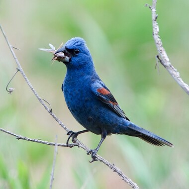 Like its "sister" park-turned-landfill on Staten Island, Freshkills Park, Shirley Chisholm State Park has attracted nesting Blue Grosbeaks, an usual species for New York City, in recent years. Photo: Megumi Williamson/Audubon Photography Awards