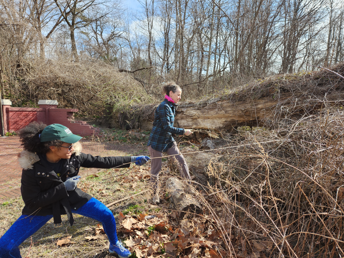 A volunteer and a NYC Audubon staff member, Roslyn Rivas, removing invasive species at Van Cortlandt Park. Photo: NYC Audubon