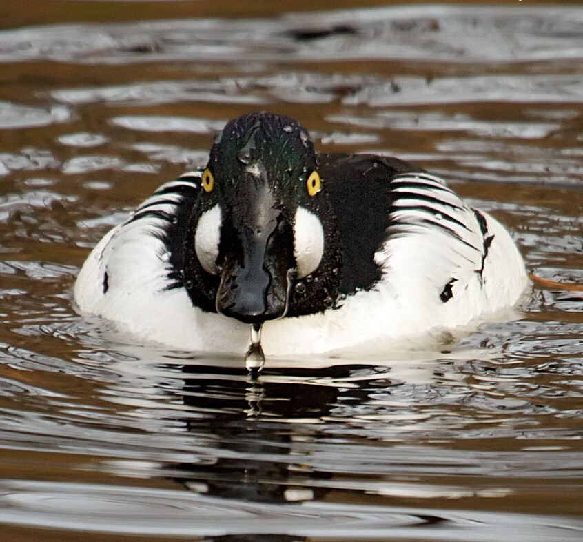 Common Goldeneye are sometimes spotted during the winter from Bush Terminal Piers Park. Photo: Laura Meyers