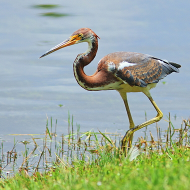 Immature Tricolored Herons have patchy rust-colored plumage, where the adult is slate blue and purple. Photo: Kenneth Cole Schneider/<a href="https://creativecommons.org/licenses/by-nc-nd/2.0/" target="_blank" >CC BY-NC-ND 2.0</a>
