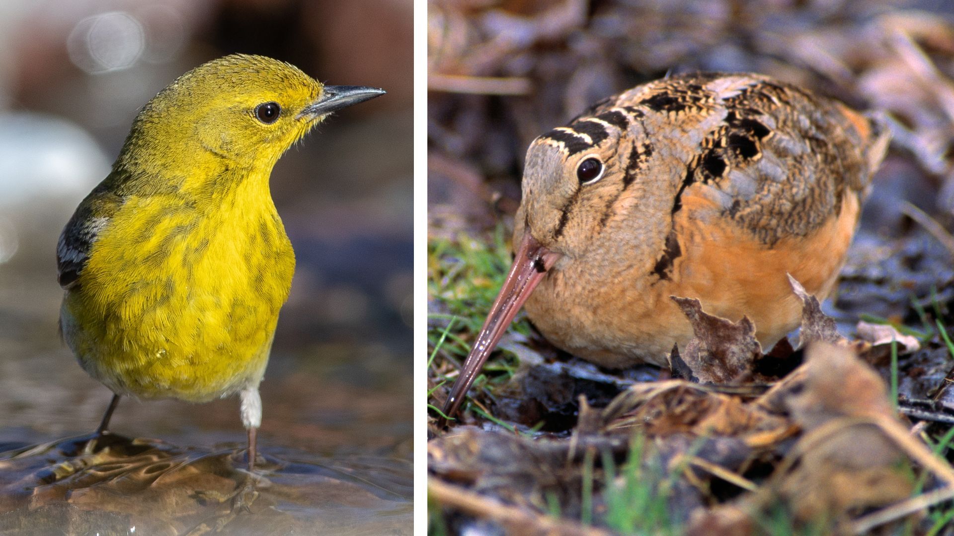 Left: Pine Warbler photo by Linda Krueger. Right: American Woodcock photo by Rick734