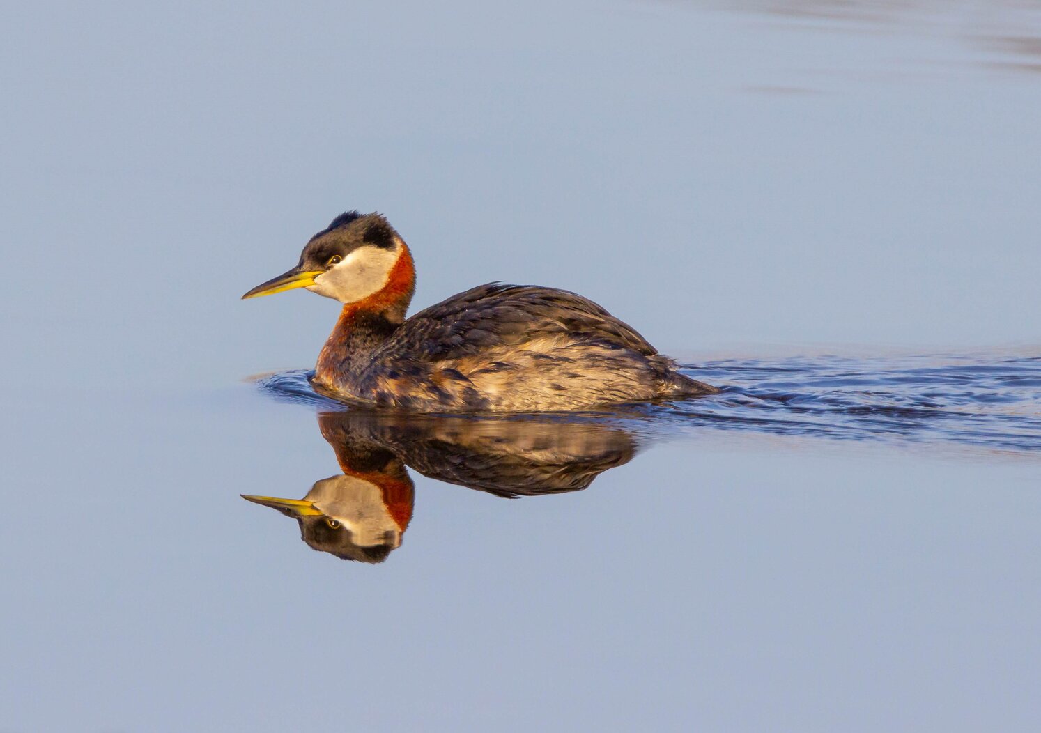 A late, breeding-plumaged Red-necked Grebe observed from Lemon Creek Park. Photo: Lawrence Pugliares