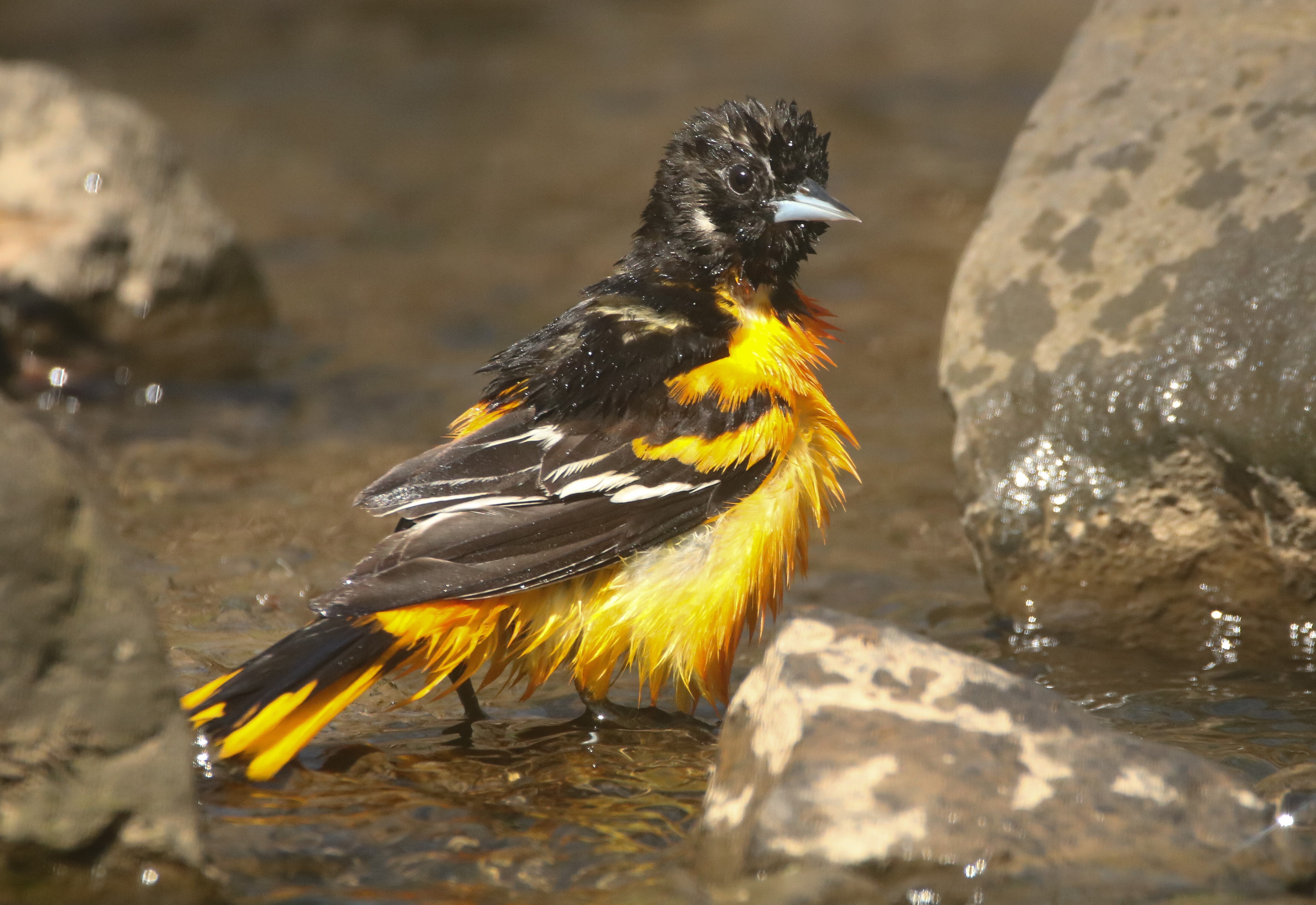 A male Baltimore Oriole bathes in Clove Lakes Park. Photo: <a href="https://www.flickr.com/photos/89780664@N05/" target="_blank">Dave Ostapiuk</a>