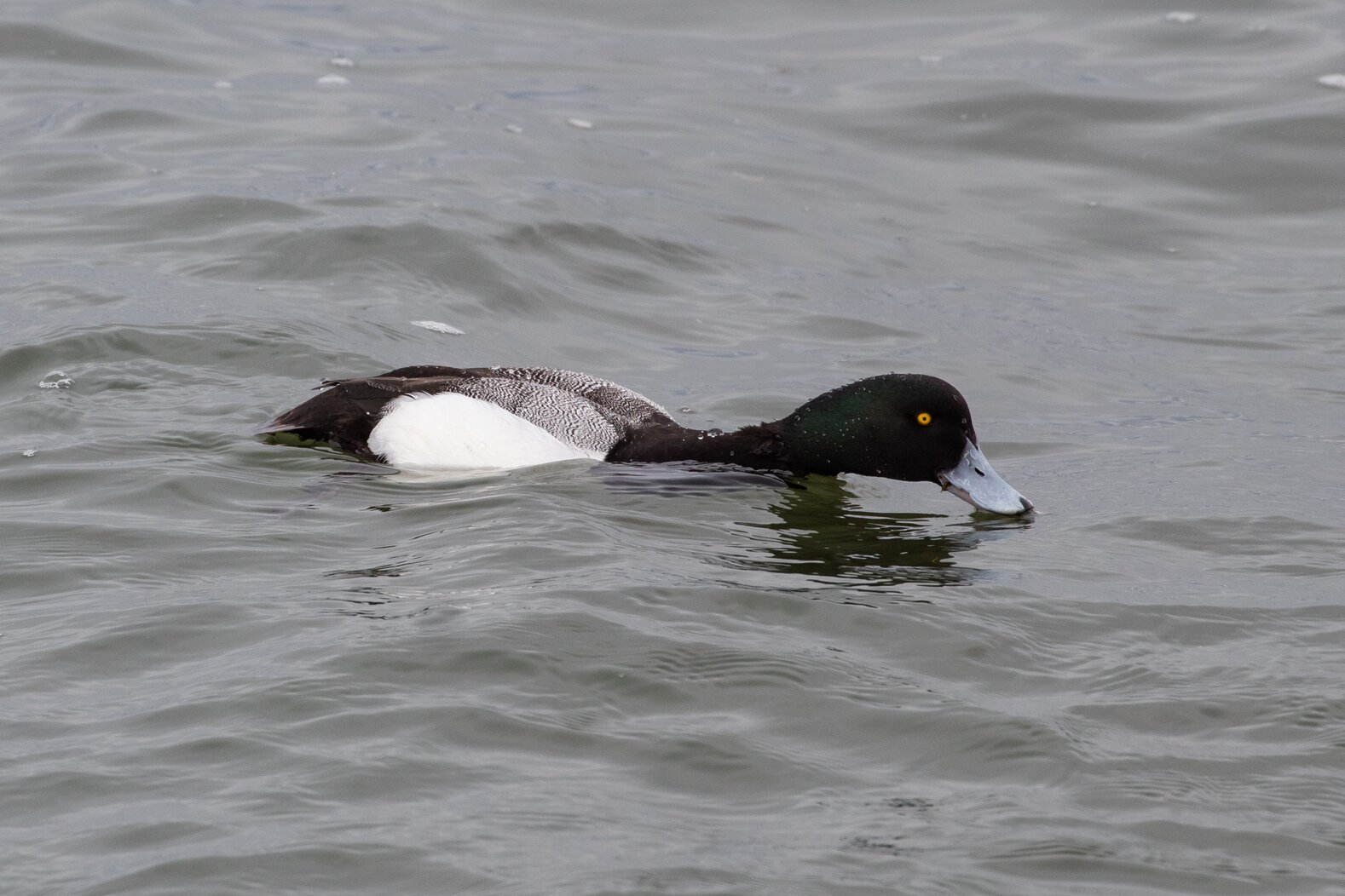 Greater Scaup congregate in good numbers in Gravesend Bay. Photo: Ryan F. Mandelbaum