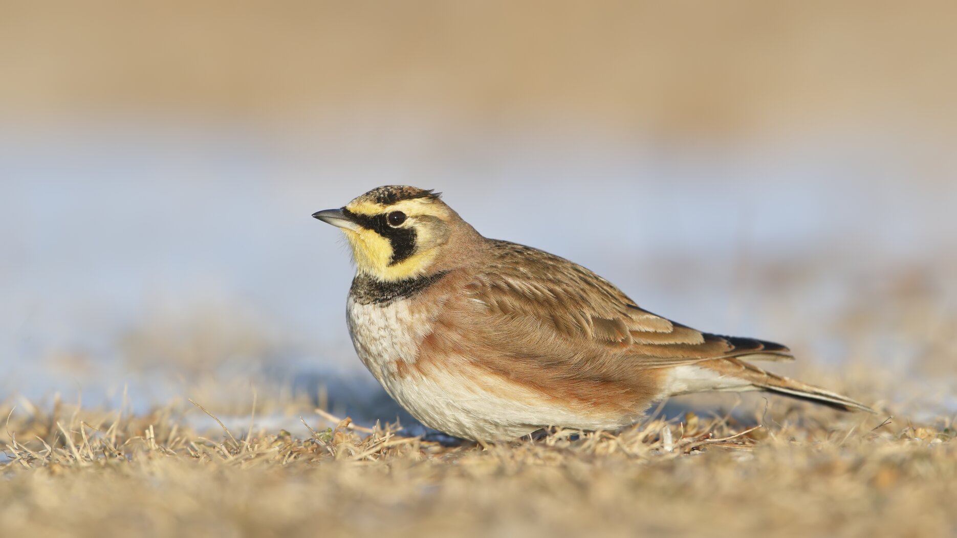 Horned Larks may be joined by Snow Buntings or Lapland Longspurs at Great Kills Park in the wintertime. Photo: Isaac Grant
