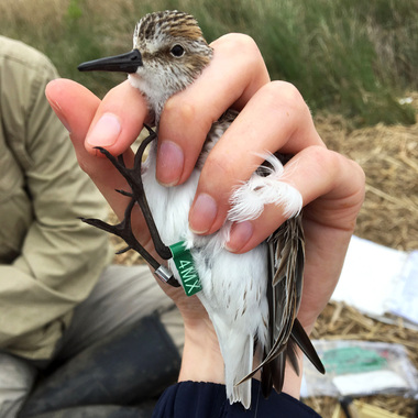 This migrating Semipalmated Sandpiper was captured in a “mist net” (a fine net used to safely catch and band birds) at Big Egg Marsh in Jamaica Bay. NYC Audubon researchers weighed and measured the bird before fitting it with a field-readable leg tag, so that its movements can be reported by observant birders and researchers. Photo: NYC Audubon