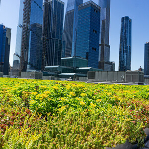 The Jacob K. Javits Center green roof is the city's largest and provides habitat for over 50 bird species. With increased tax incentives for buildings to create green roofs, NYC Audubon hopes to increase their installations throughout the City. Photo: NYC Audubon