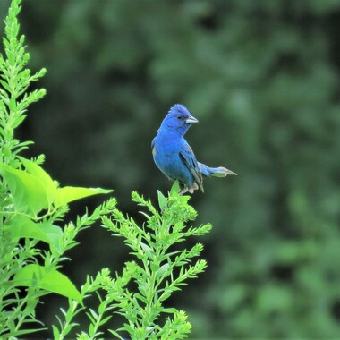 The sweet, repeating descent of the Indigo Bunting's song may be heard at Mount Loretto Unique Area in the spring and summer. Photo: <a href="https://www.flickr.com/photos/92057307@N05/" target="_blank">Keith Michael</a>