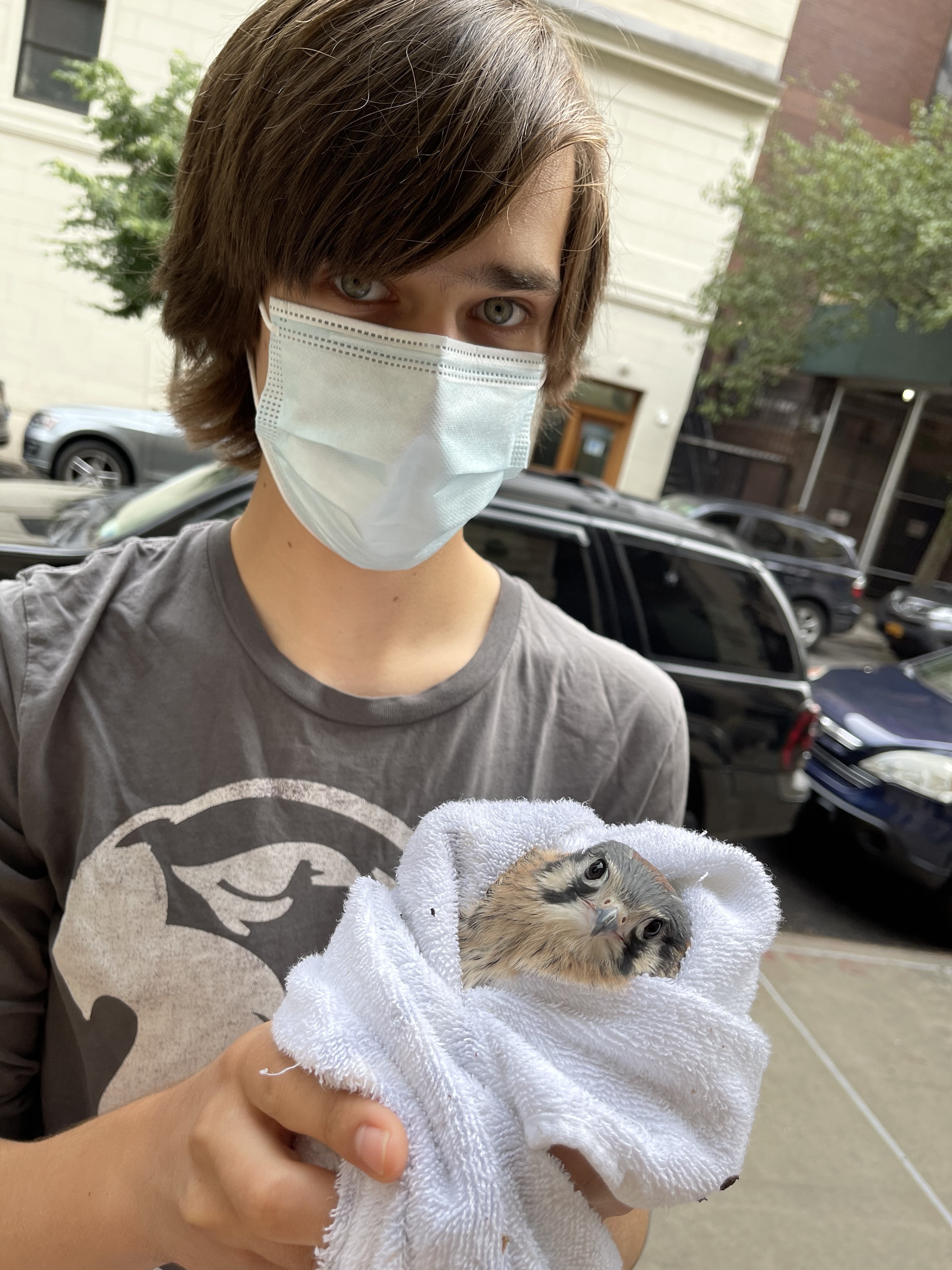 Young Conservationist Council Member Ryan Zucker shepherds the young kestrel to safety. Photo: Karen Benfield