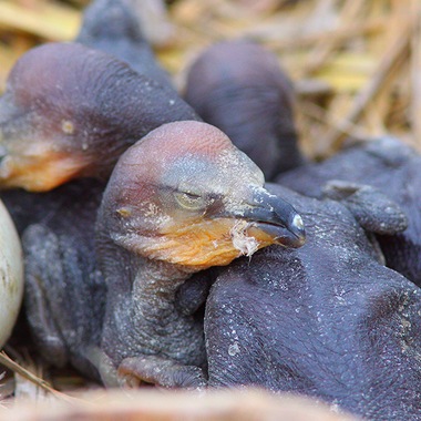 Recently hatched Double-crested Cormorant chicks on Jamaica Bay’s Elders Point East Marsh Island. Photo: Jeffrey Kolodzinski
