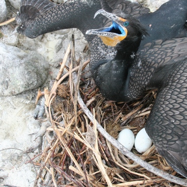 An adult Double-crested Cormorant on its nest (which is often on the ground, like this one). Note the “crests” of this bird’s breeding plumage, as well as the surprising color of its eyes and mouth. Photo: NYC Audubon
