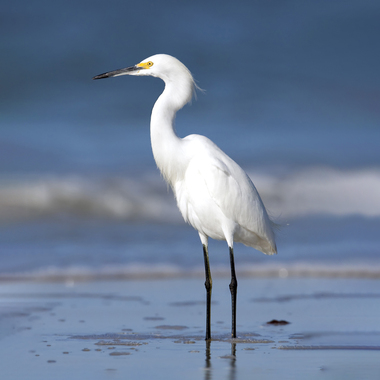 Snowy Egrets, which nest on South Brother Island in the upper East River, come to forage in the Bronx's tidal creeks. Photo: <a href="https://www.lilibirds.com/" target="_blank">David Speiser</a>