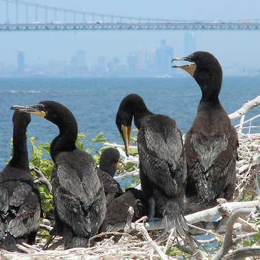 Young Double-crested Cormorants on their nest on Swinburne Island, in the lower harbor just south of the Verrazzano-Narrows Bridge. These fledglings have just been banded by NYC Audubon; an orange band is just visible on the leg of the right-most bird. Photo: <a href="https://www.facebook.com/don.riepe.14" target="_blank" >Don Riepe</a>