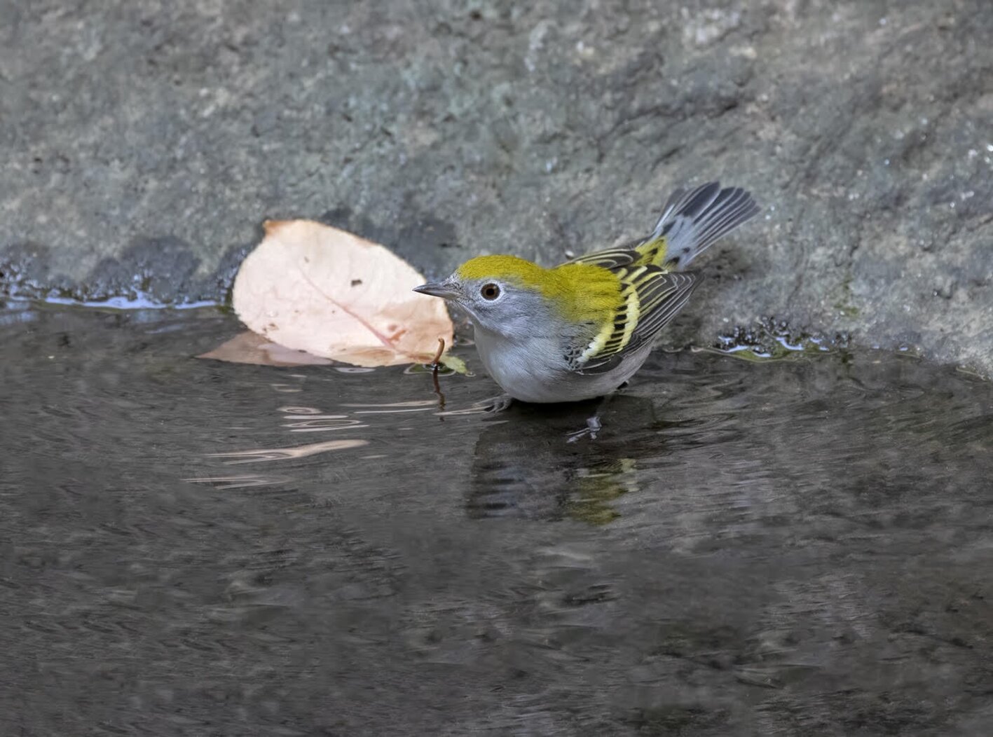 A dapper fall-plumaged Chestnut-sided Warbler stops for a drink. Photo: David Speiser