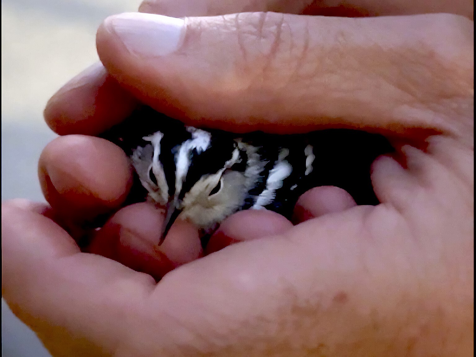 A Black-and-White Warbler rescued after colliding with a nearby building during the Tribute in Light. Photo: Karen Benfield