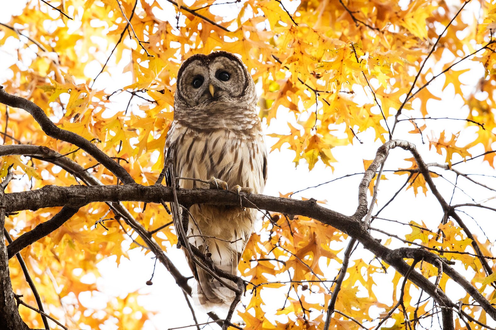 Often one or two Barred Owls winter in Central Park. Photo: François Portmann