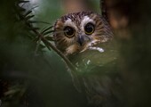 The diminutive Northern Saw-whet Owl passes through New York City during migration and sometimes can be found roosting in low trees and shrubs over the winter. Photo: <a href="https://www.fotoportmann.com/" target="_blank">François Portmann</a>