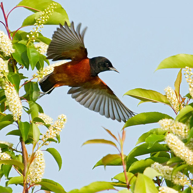 The chestnut-and-black male Orchard Oriole sometimes claims nesting territory in parks along the Hudson River. 
Photo: <a href="https://laurameyers.photoshelter.com/index" target="_blank">Laura Meyers</a>