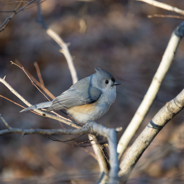 One of hundreds of Tufted Titmice counted during the Christmas Bird Count at Central Park in 2022. Photo: NYC Audubon