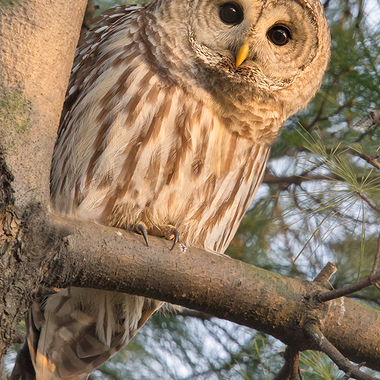 Lucky birders may come across the round-headed Barred Owl roosting in our parks in the wintertime, though we rarely hear its "Who Cooks for You?" hoot here. Please keep your distance; owls need to rest! Photo: <a href="https://www.lilibirds.com/" target="_blank">David Speiser</a>