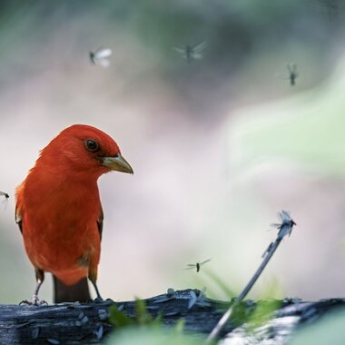 A Scarlet Tanager feasts at a “termite hatch-out” in the Central Park Ramble. Photo: François Portmann
